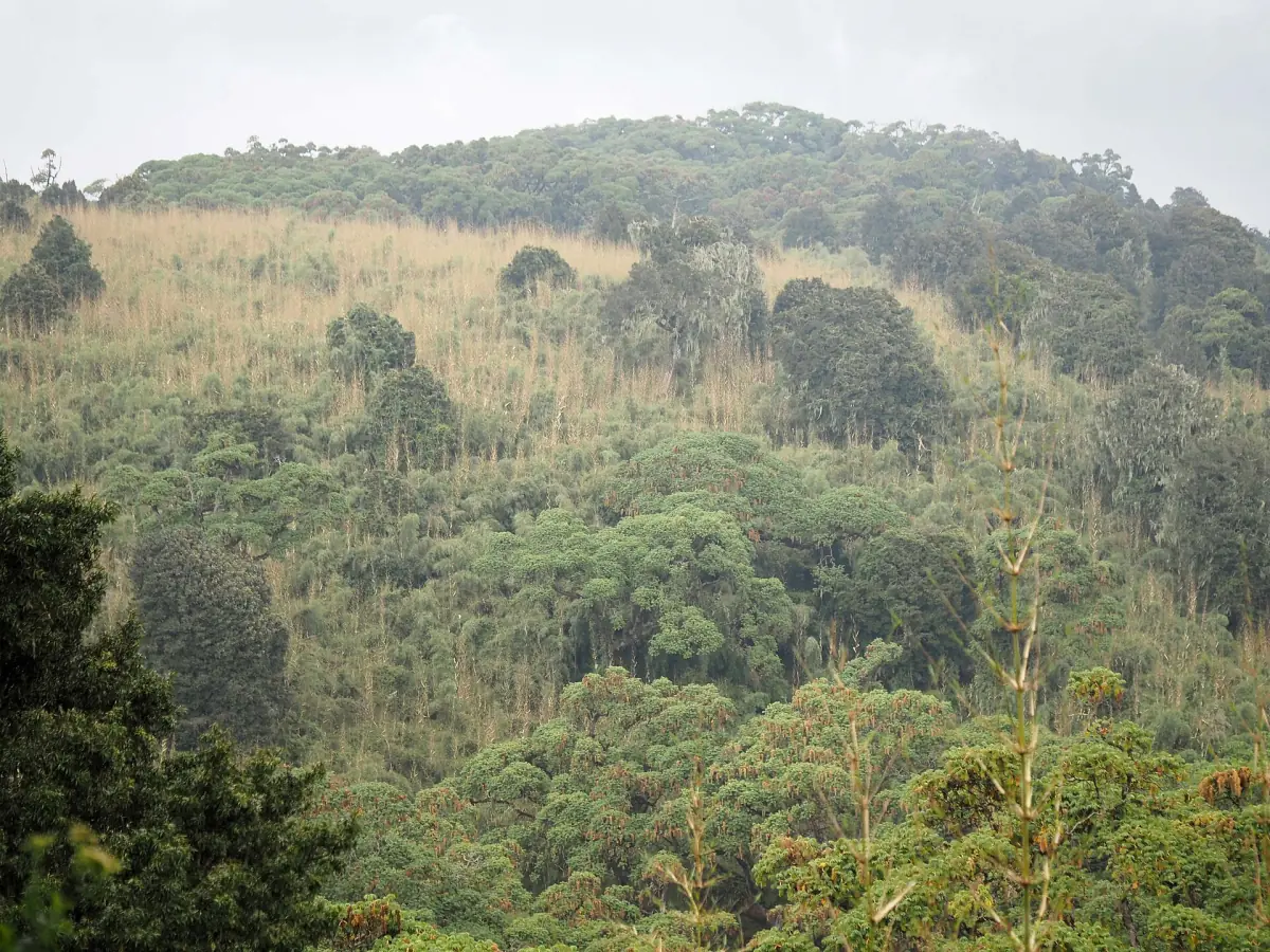 Bamboo and montane forest covering a rounded Aberdare hillside