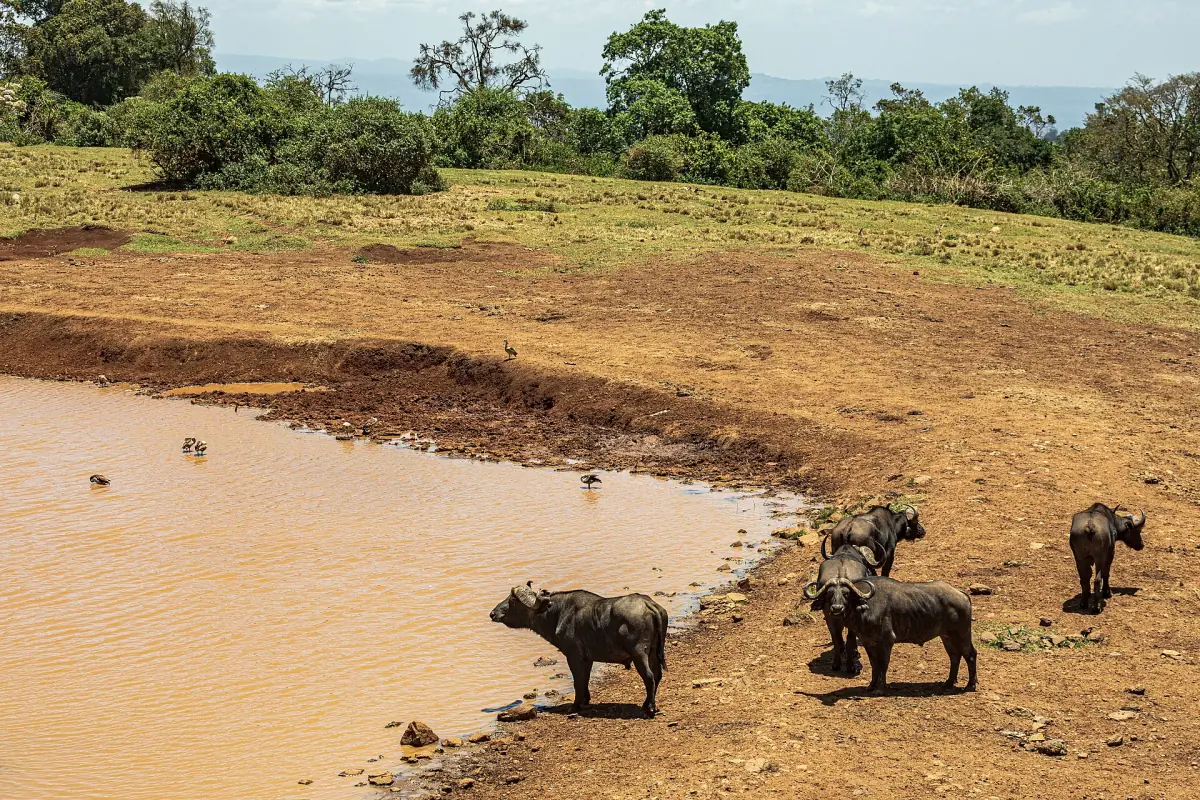 Buffalo herd drinking at a muddy waterhole with forest edge behind