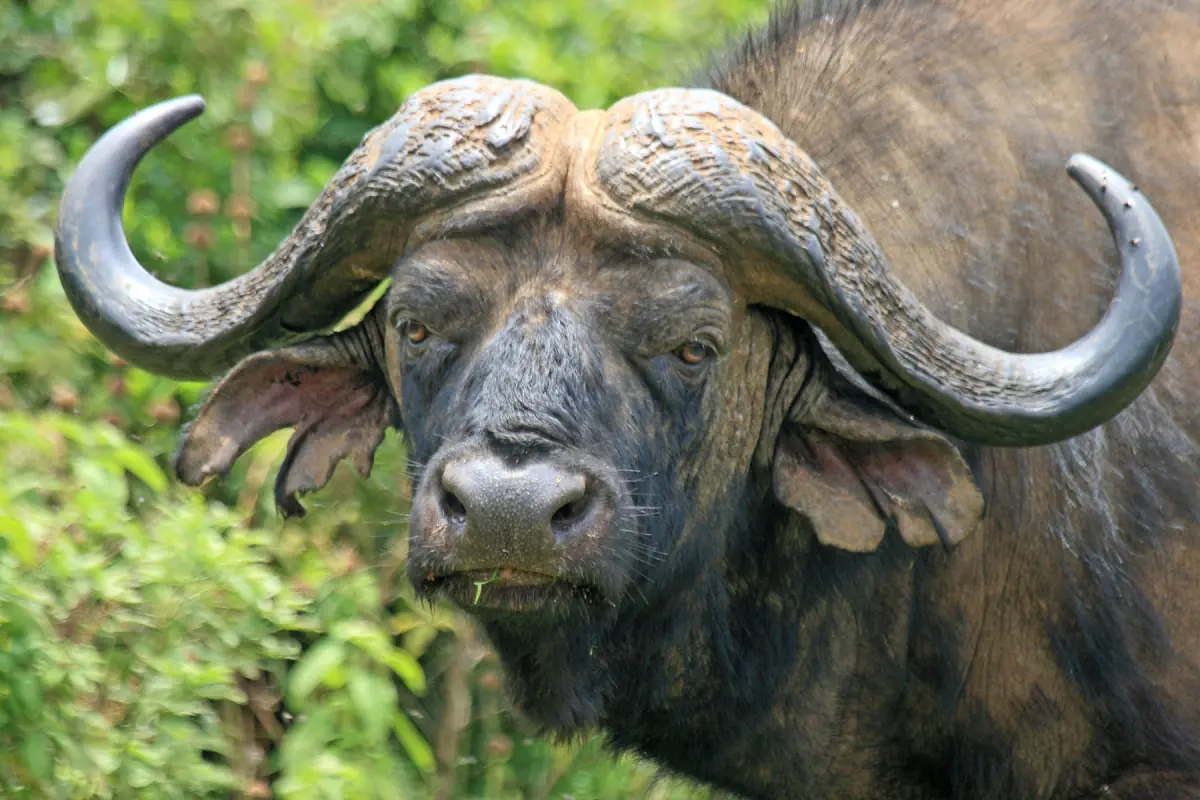 Close view of a Cape buffalo with heavy curved horns in green vegetation