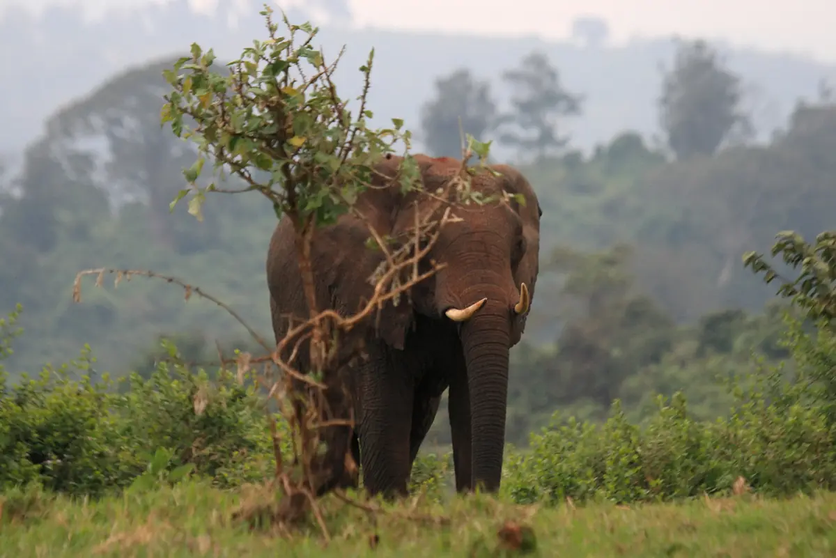 Elephant standing in misty montane forest with branches draped on its back