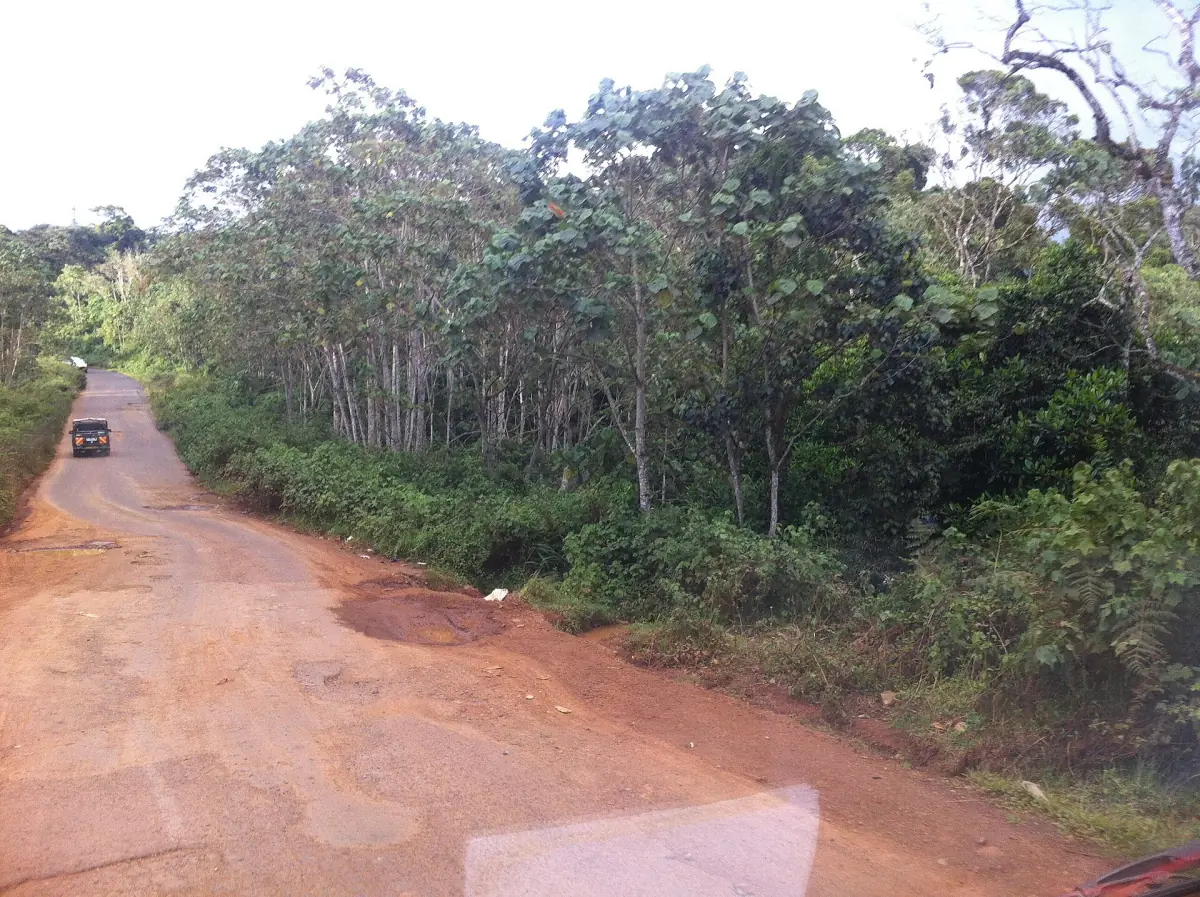 Red murram road running through the forest on the Aberdare slopes