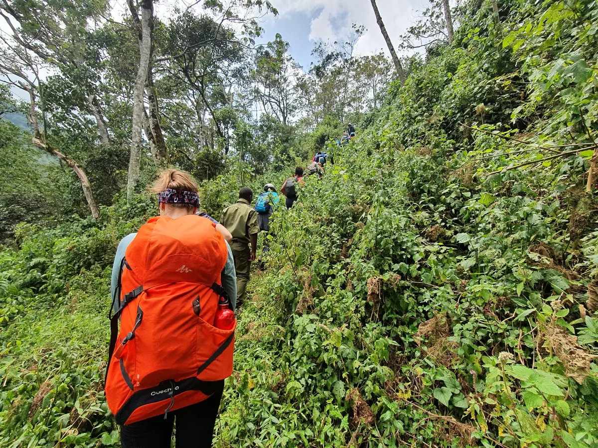 Hiker in an orange jacket walking a steep trail through dense green forest