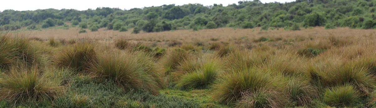 Golden tussock grassland with a band of shrubs on the Aberdare plateau