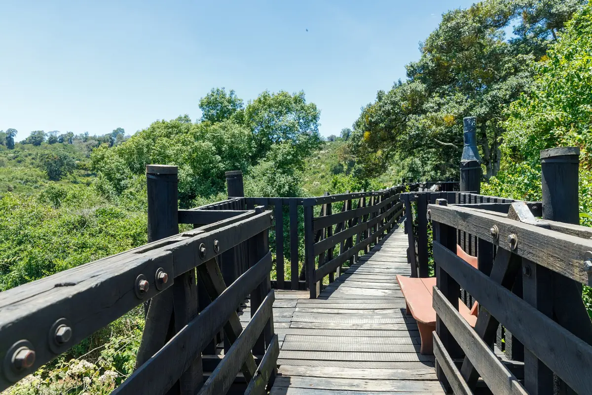 Elevated wooden bridge with railings running into green forest under blue sky