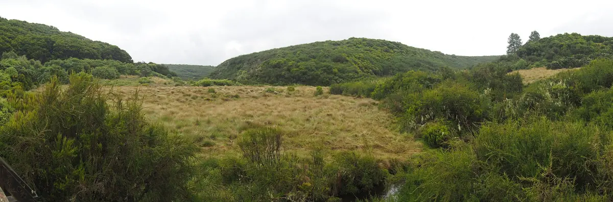Tussock grass and shrubs on rolling Aberdare moorland with a small rock outcrop
