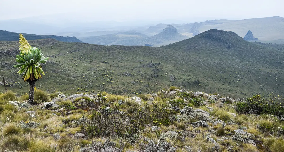 Giant lobelia on a hillside with Aberdare peaks and valleys behind it