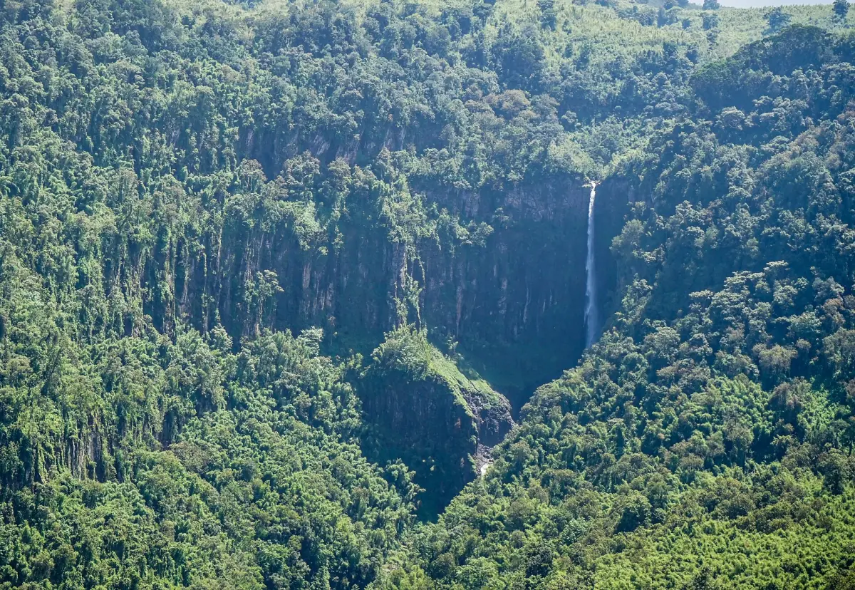 Tall thin waterfall falling through a dense green forest canyon