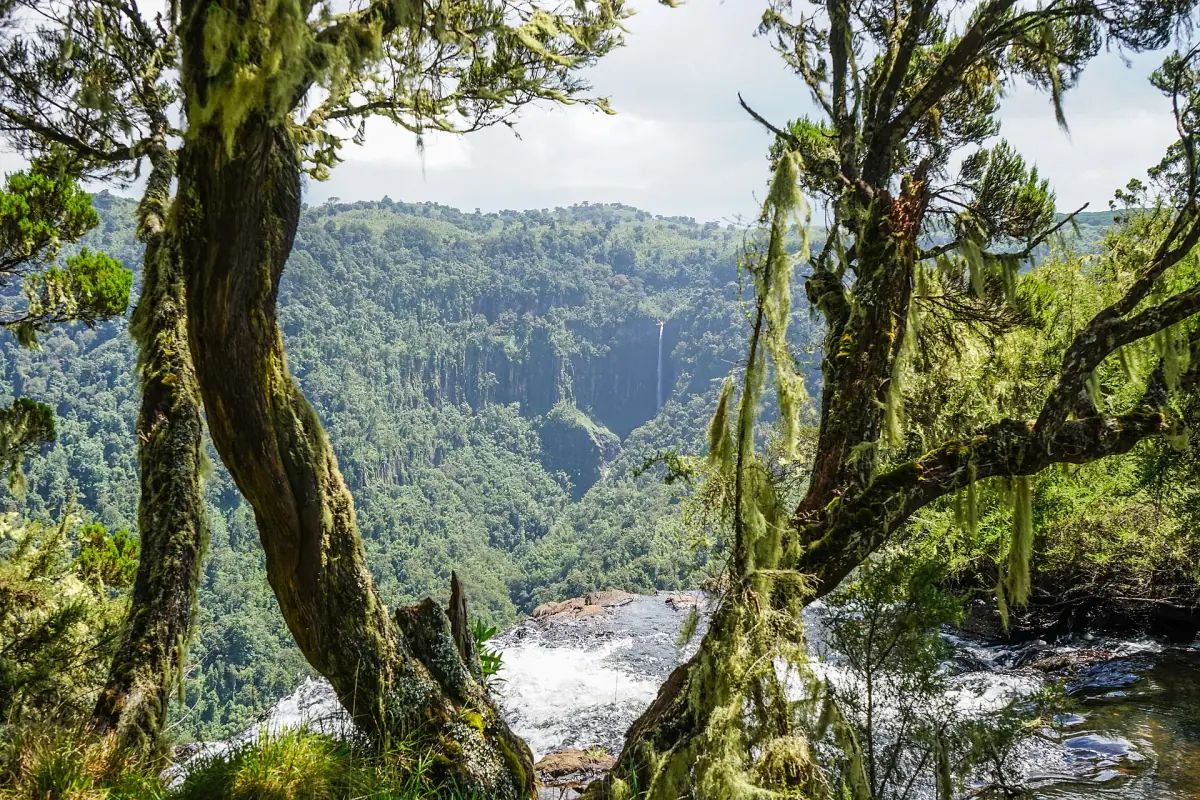 River rushing over rocks into a deep forested gorge framed by mossy trees