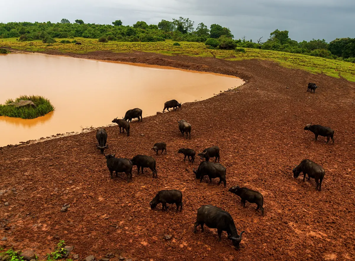 Buffalo herd on bare red ground around a waterhole seen from a lodge